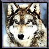 Аватар для Wolf